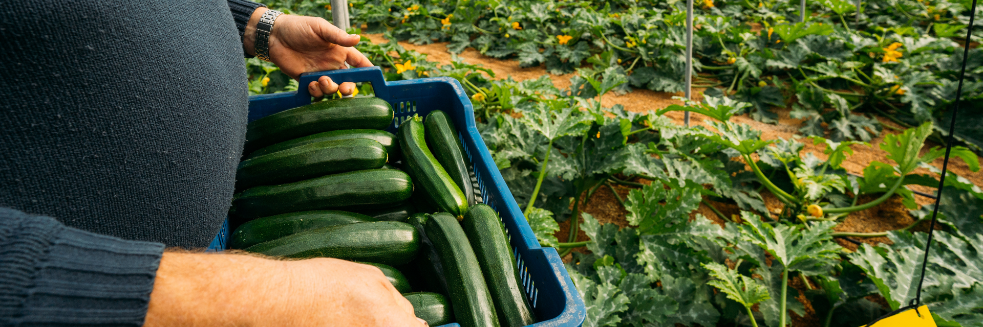 AdobeStock courgetteteler