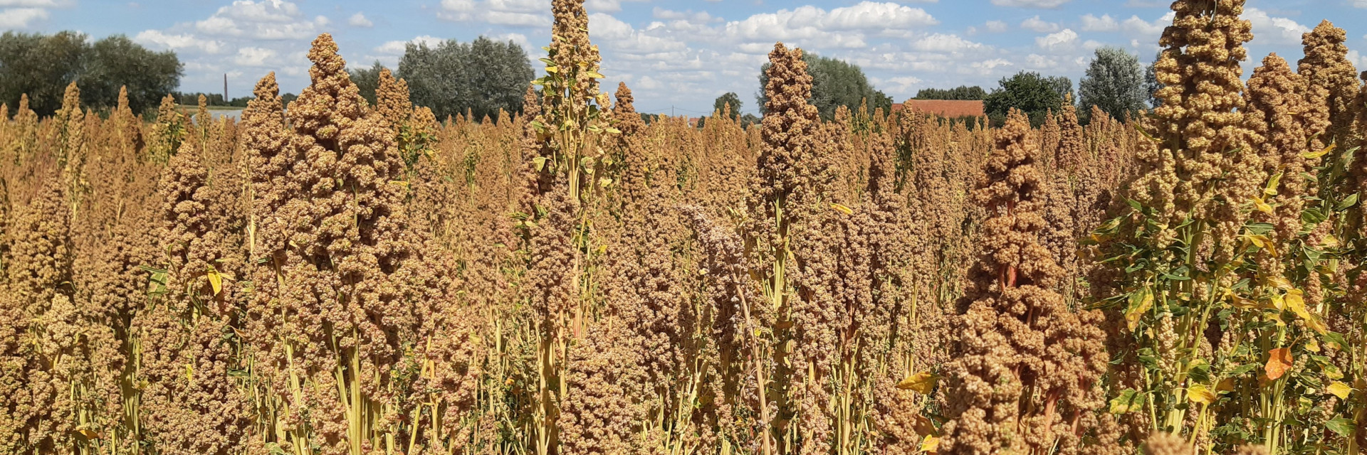 quinoa ras Vikinga op 3 augustus 2022