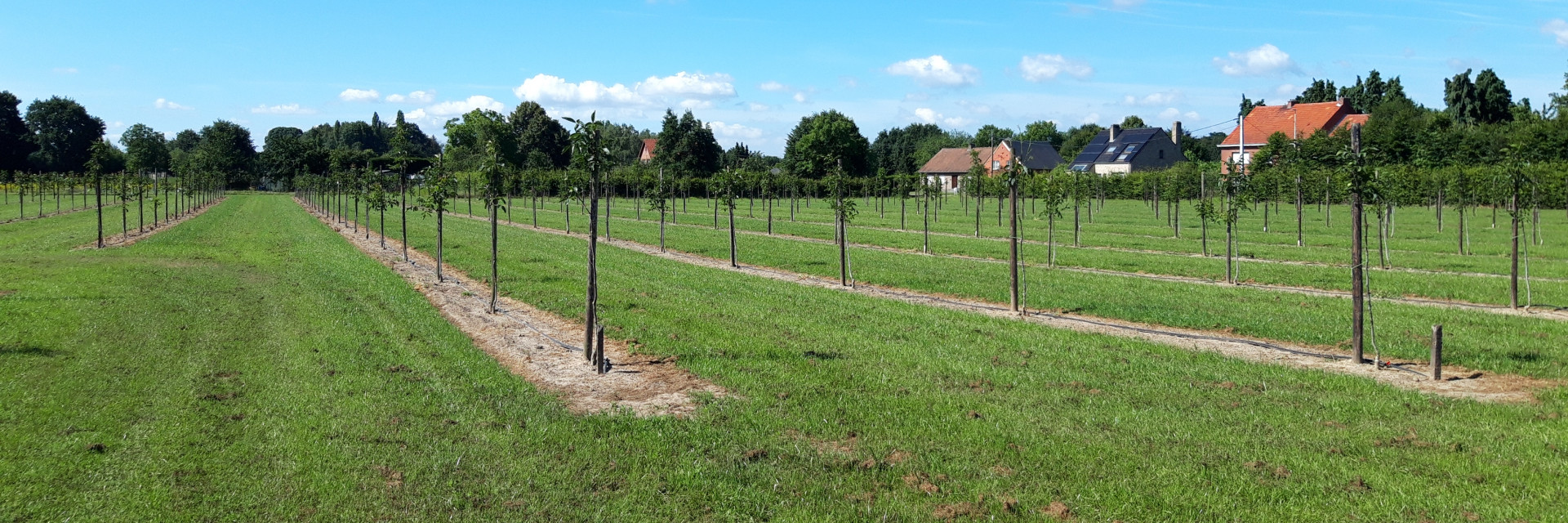 Agroforestry
