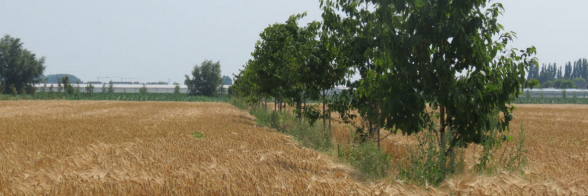 Voorbeeld agroforestryperceel in Vlaanderen (c) Consortium Agroforestry Vlaanderen