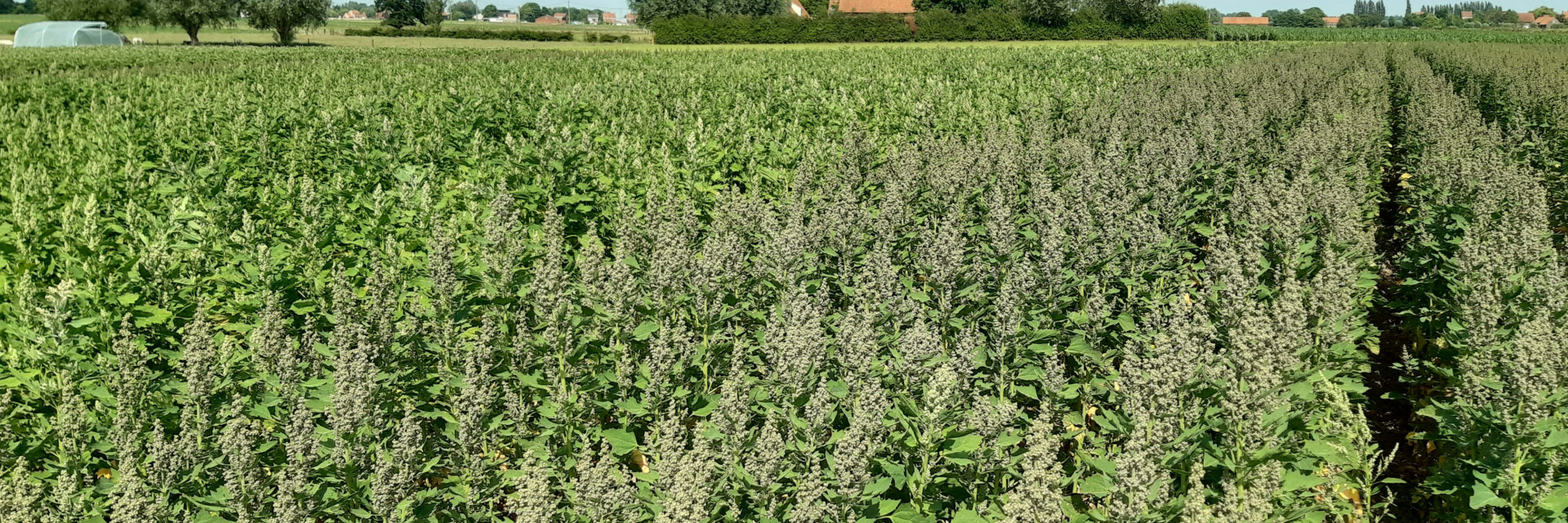 Veld quinoa in de maand juni
