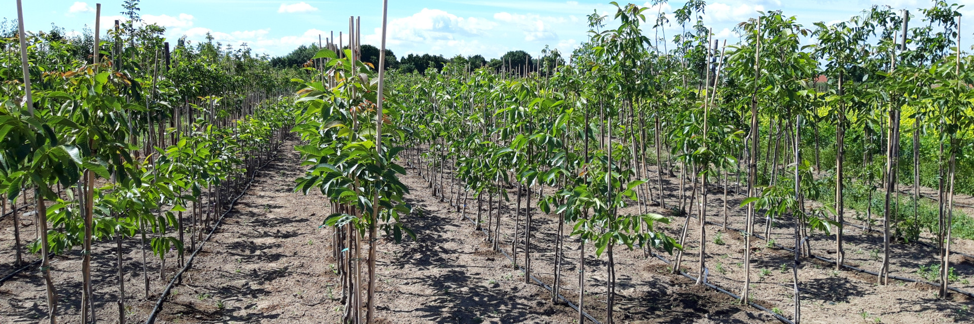 Jonge agroforestrybomen