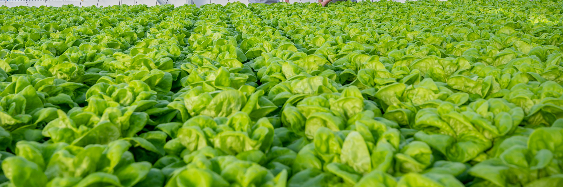 Sfeerbeeld Agrotopia