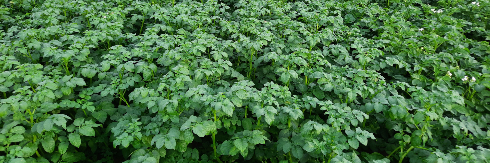 Rassenproef aardappelen Kortrijk (2022)