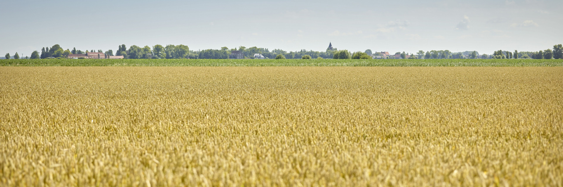 Sfeerbeeld landbouw west-vlaanderen