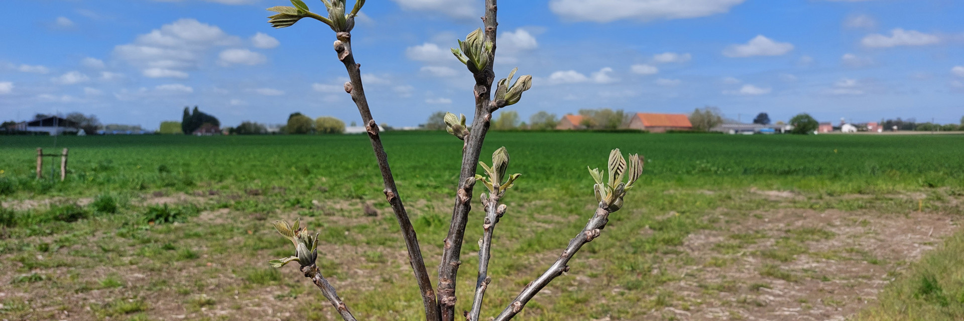 Uitlopende knoppen walnoot op agroforestry perceel