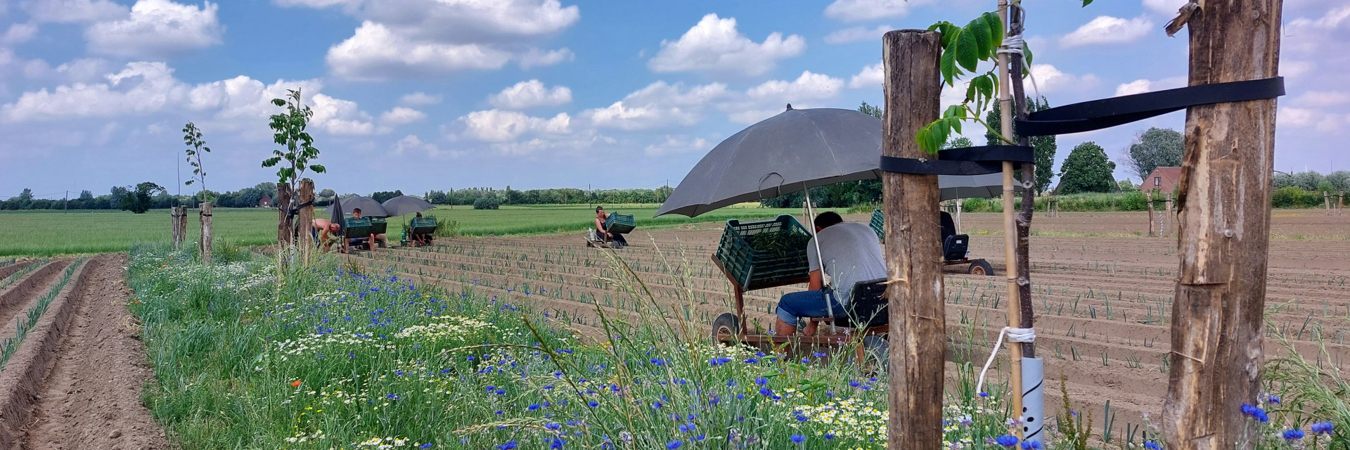 Planten van prei op het agroforestryperceel