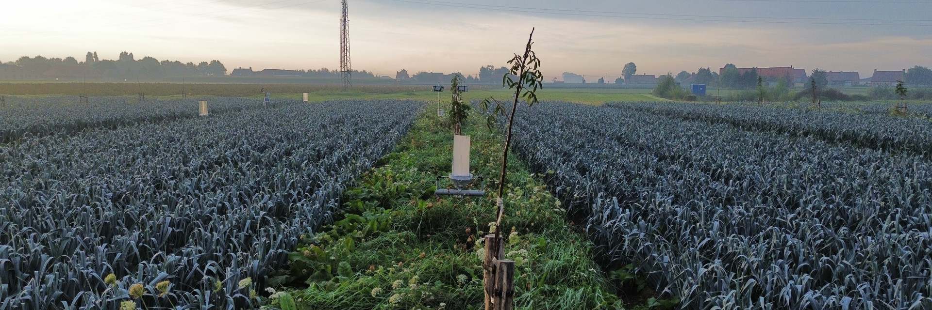 Overzichtsbeeld van agroforestryperceel met tussenteelt prei