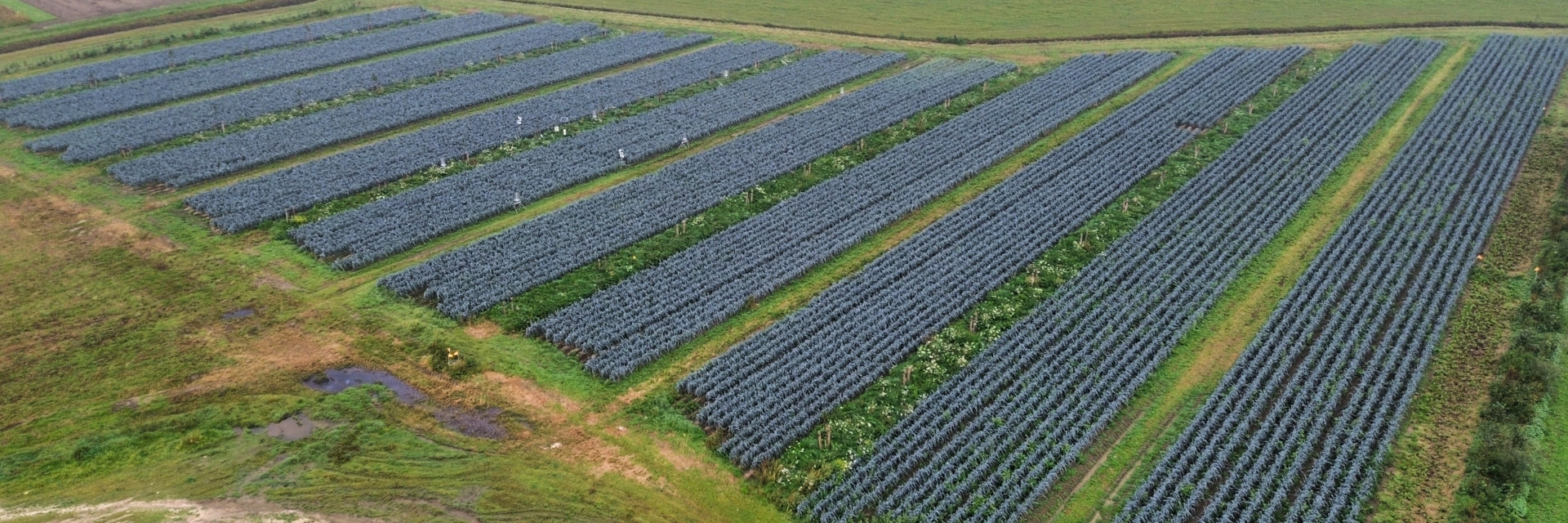 Dronebeeld van het agroforestryperceel met tussenteelt prei