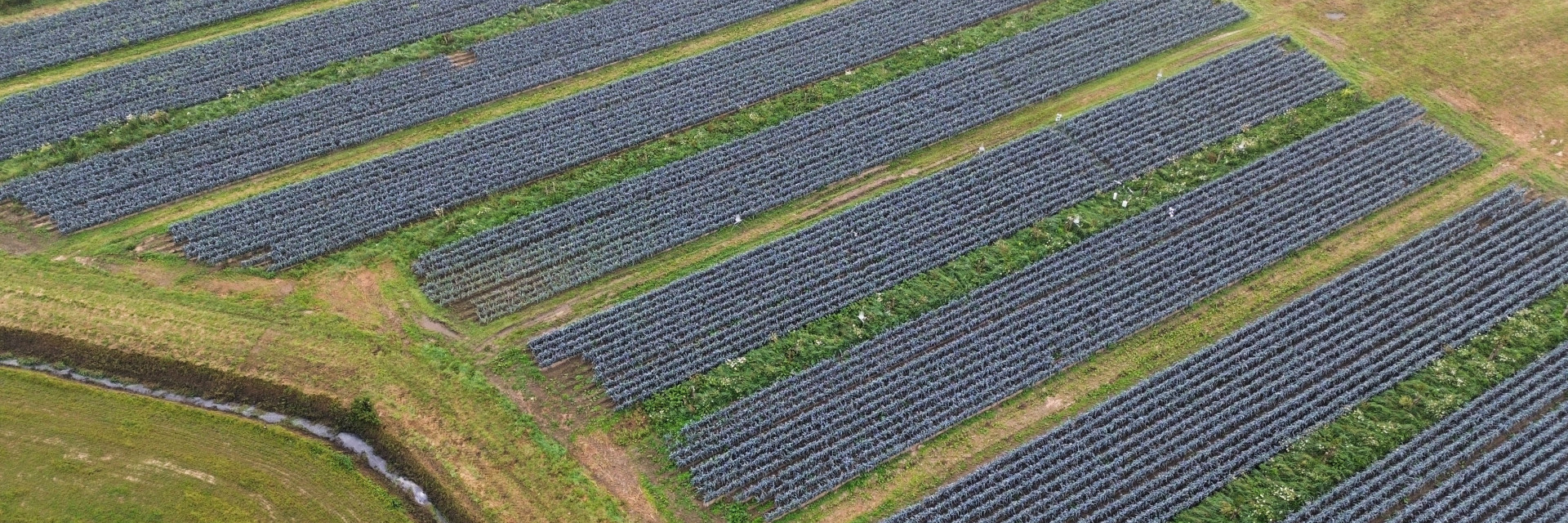 Luchtbeeld toont verlies aan teeltoppervlakte door agroforestry inrichting