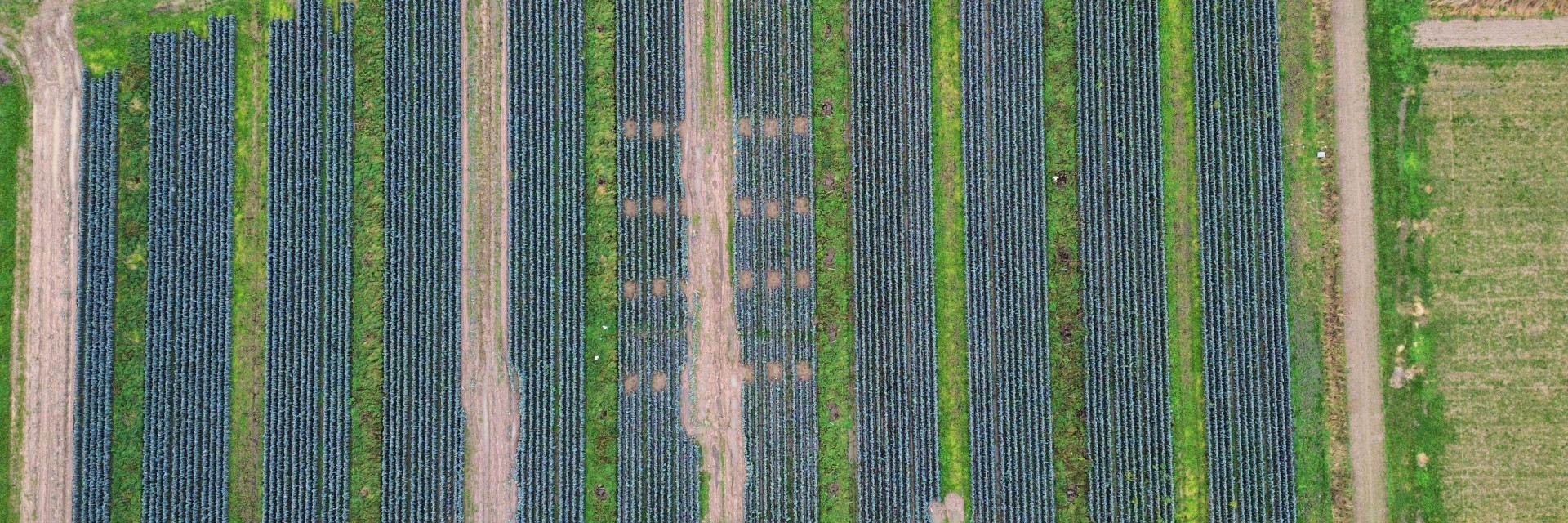 Dronebeeld illustreert verlies aan teeltoppervlak
