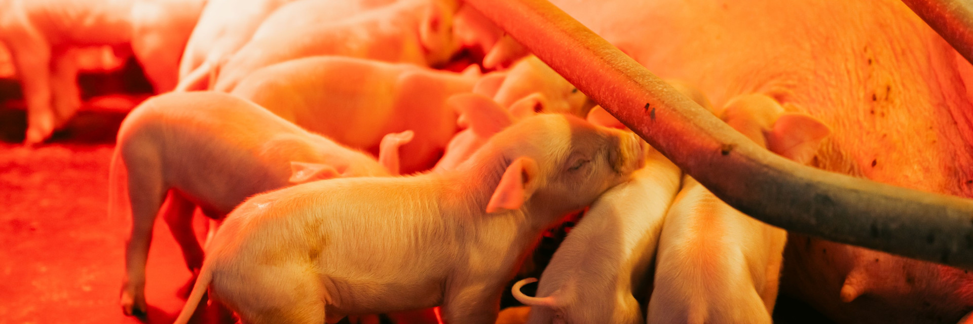 Biggetjes bij zeug in kraamstal
