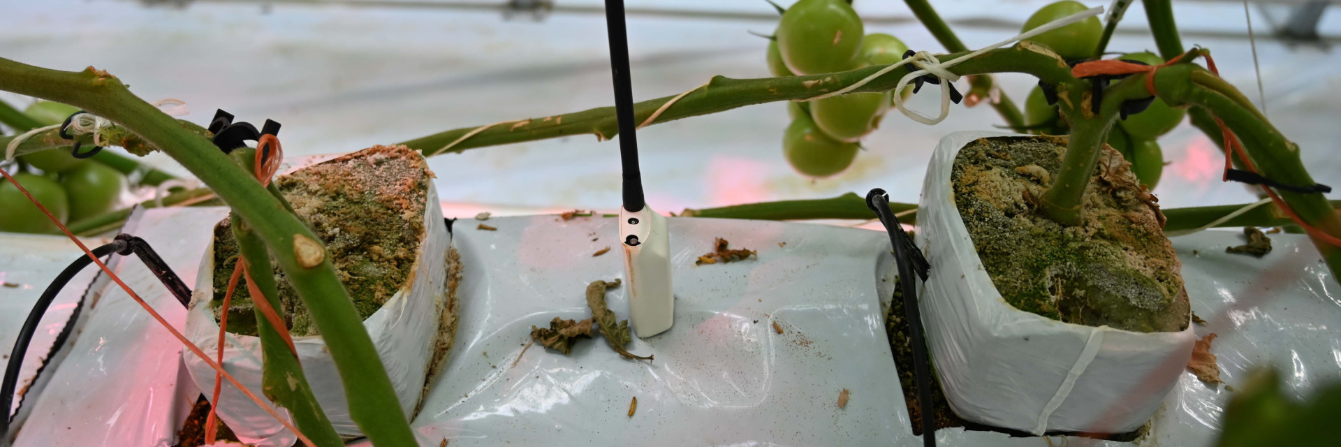 Vochtsensor tomatenteelt