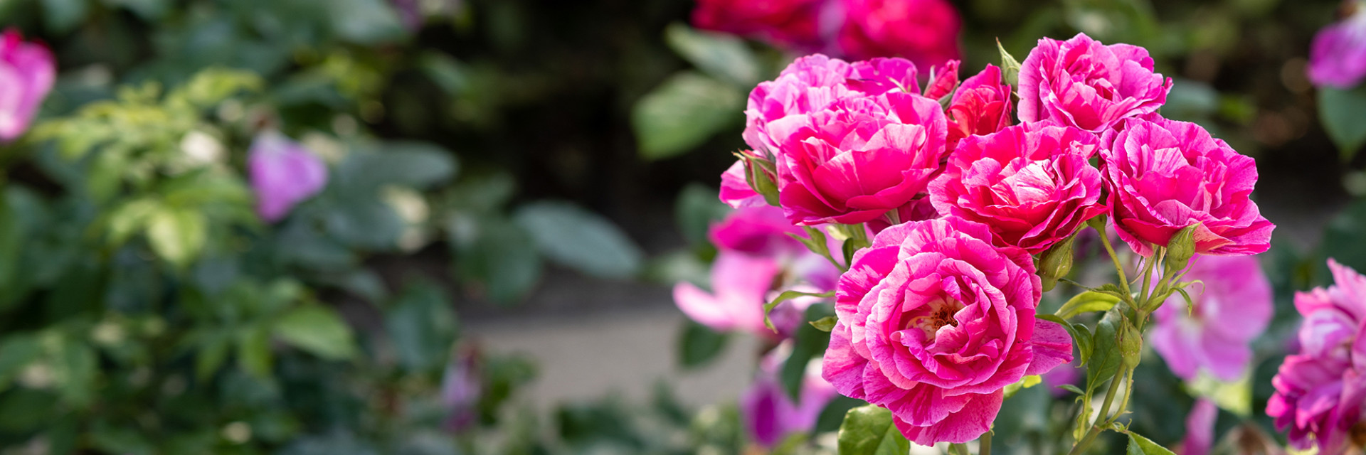 Rozen in rozentuin
