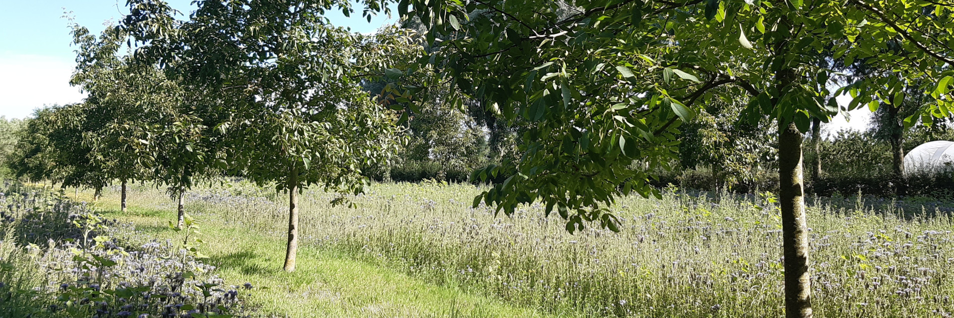 Voorbeeldfoto Cambium project