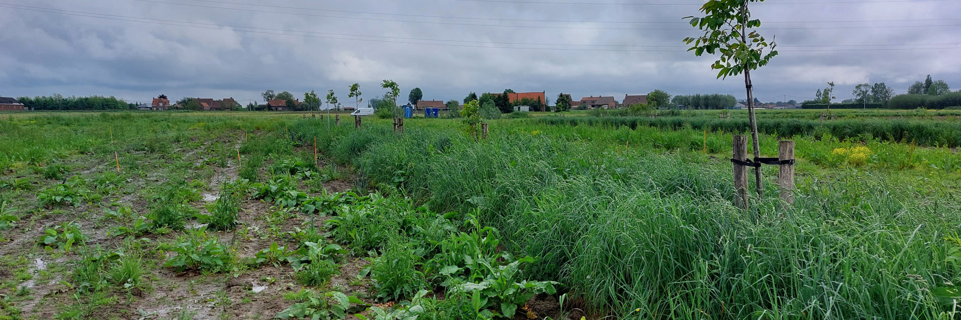 Agroforestryperceel voor inzaai van mais