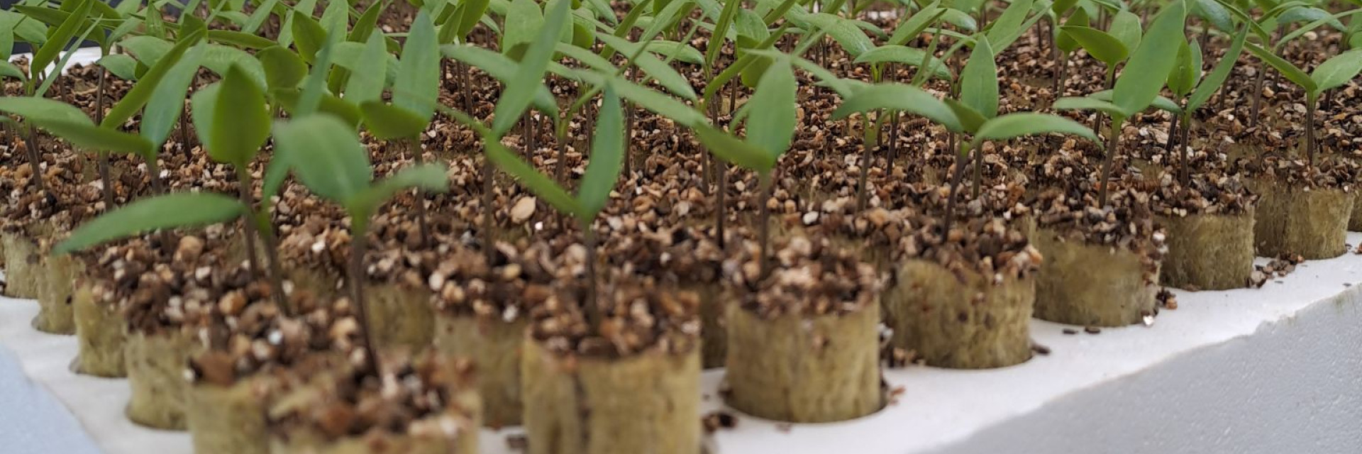 Onderzoek biostimulanten