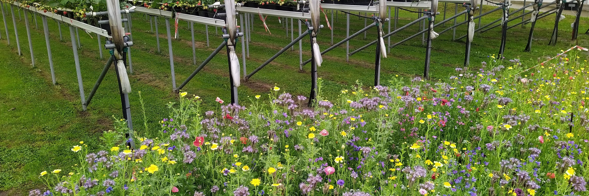 Bloemen zonder woelen aardbeien bloemenrand