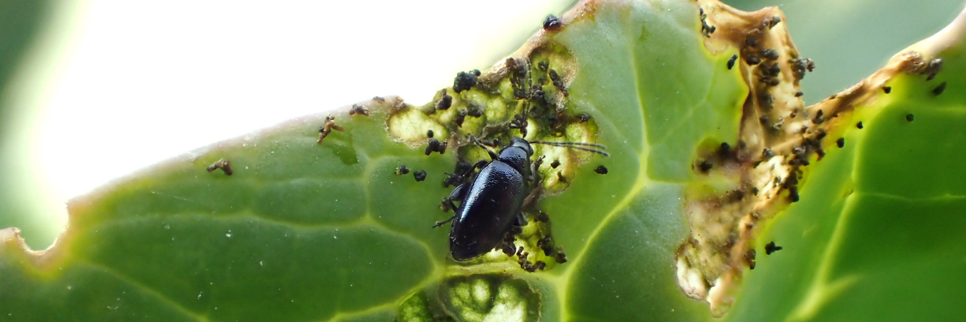 Schade blauwe koolaardvlo 