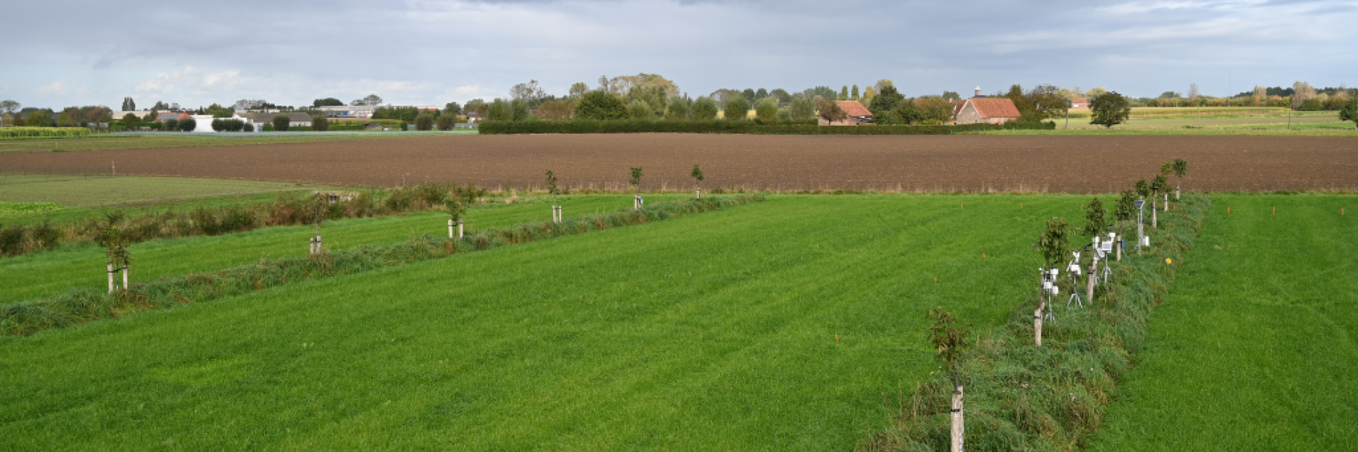 Teelt van raaigras op het agroforestryperceel