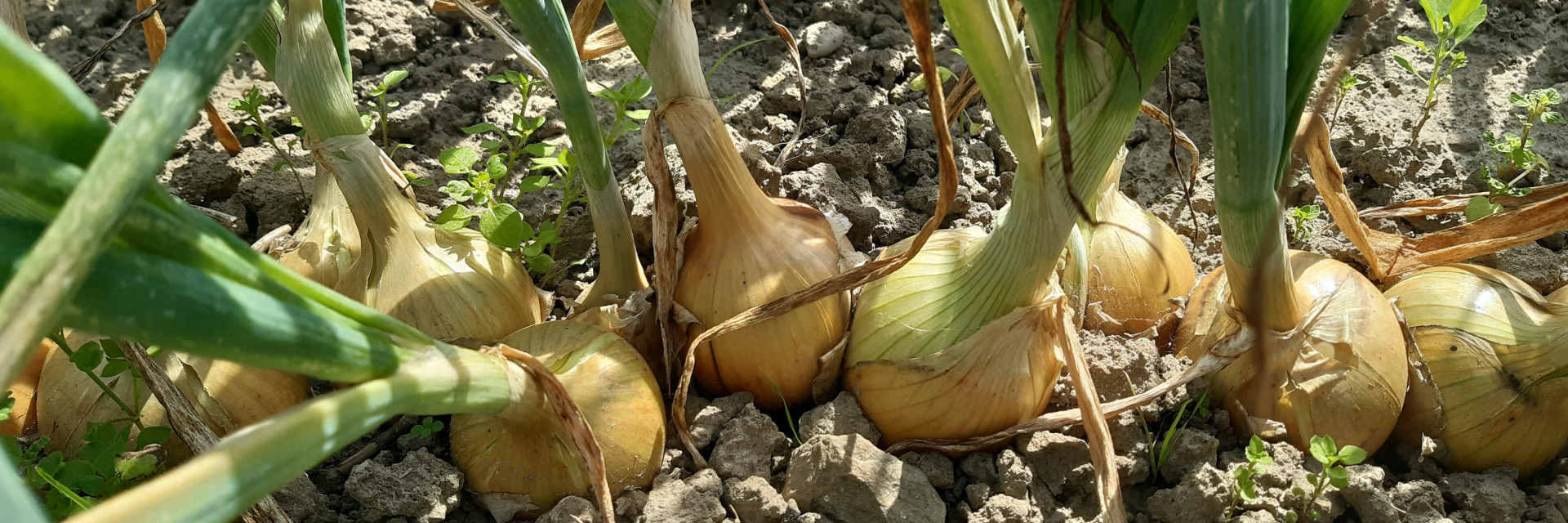Rassenproef ajuin bio 2023