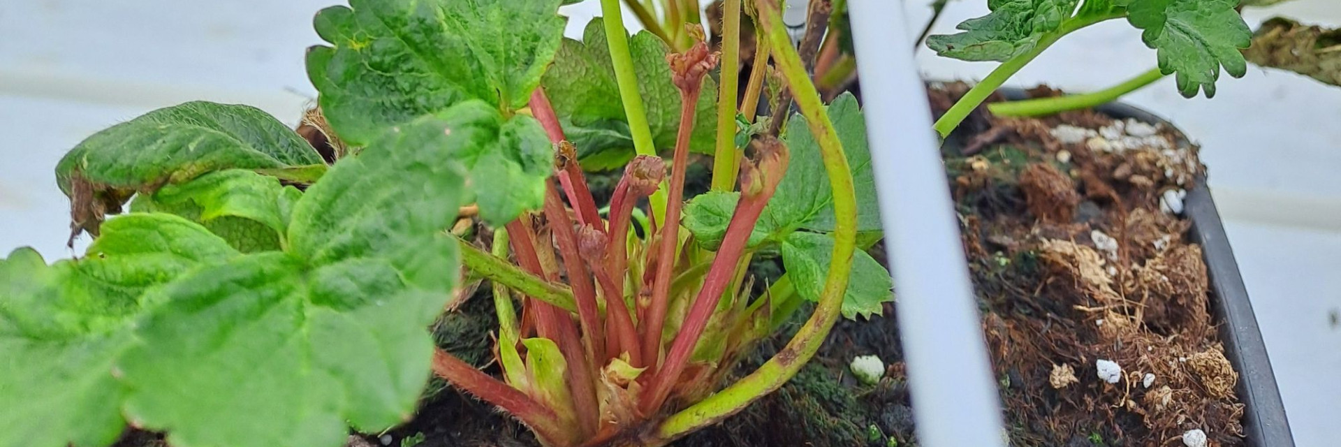 ESBBA bladaaltje Aphelenchoides fragariae aardbei plant