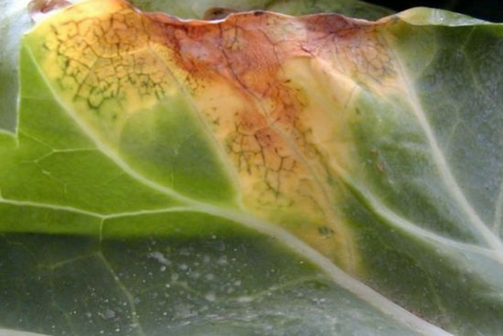 Xanthomonas op een koolblad