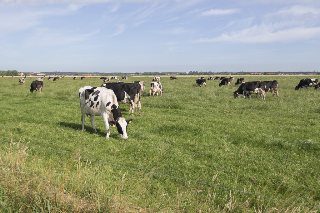 Melkvee in de weide