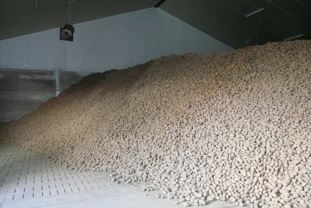 foto bewaarloods aardappelen
