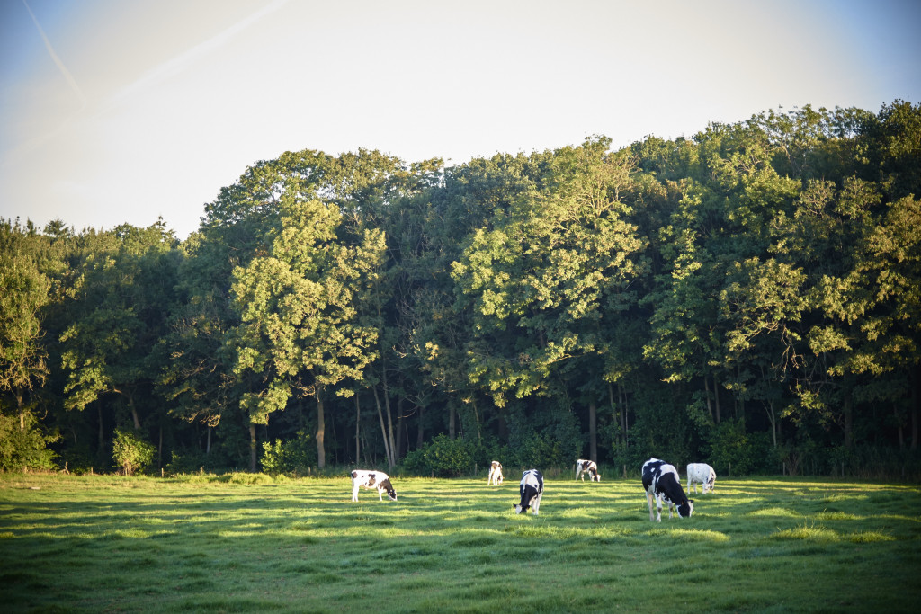 Koeien in de weide