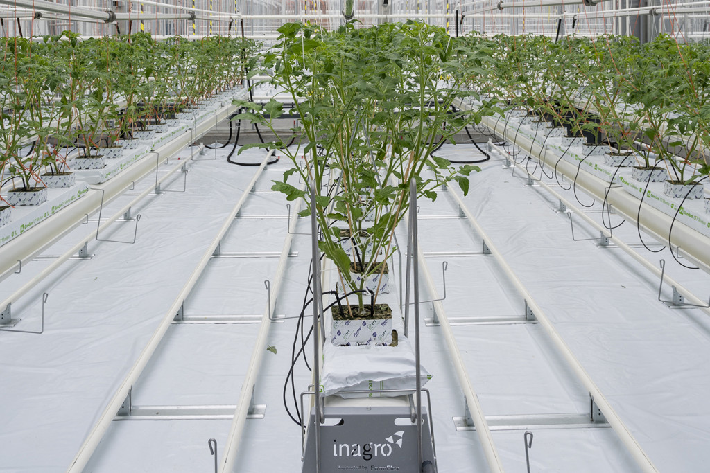 Tomaten in Agrotopia