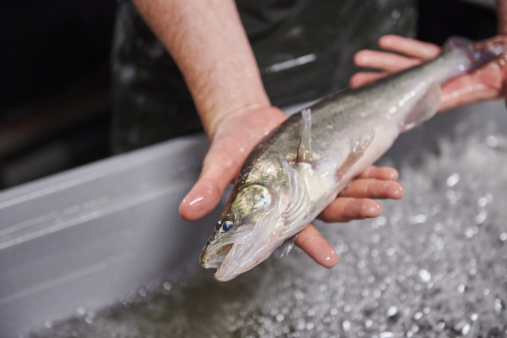 pikeperch aquaculture