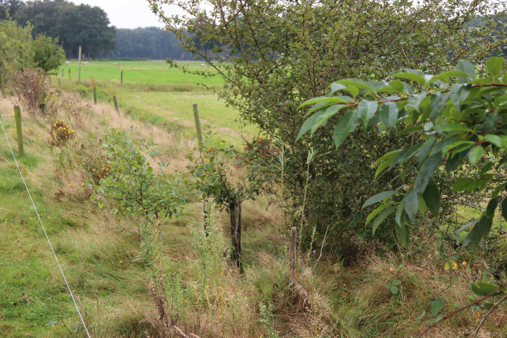 Voederbomen