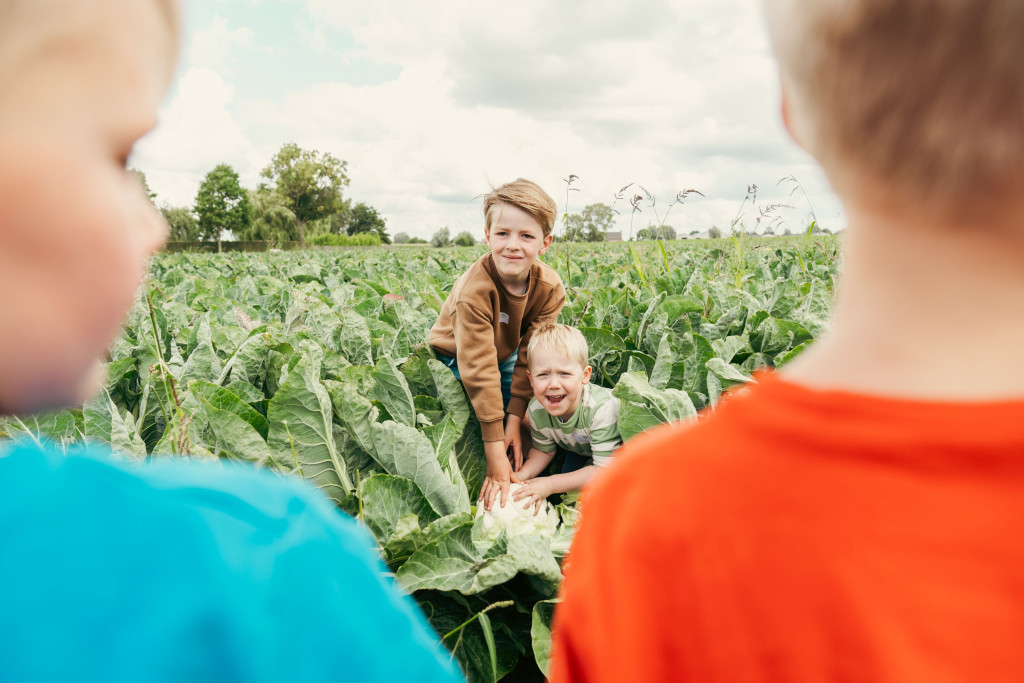 Kindjes oogsten bloemkool