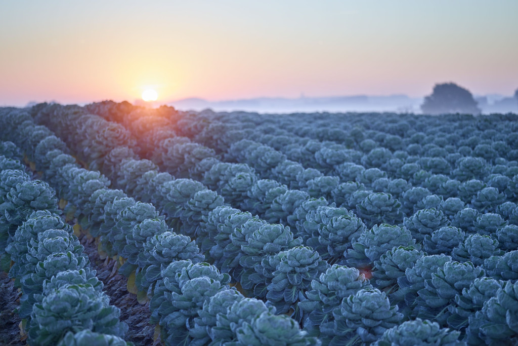 Sfeerfoto landbouwlandschap