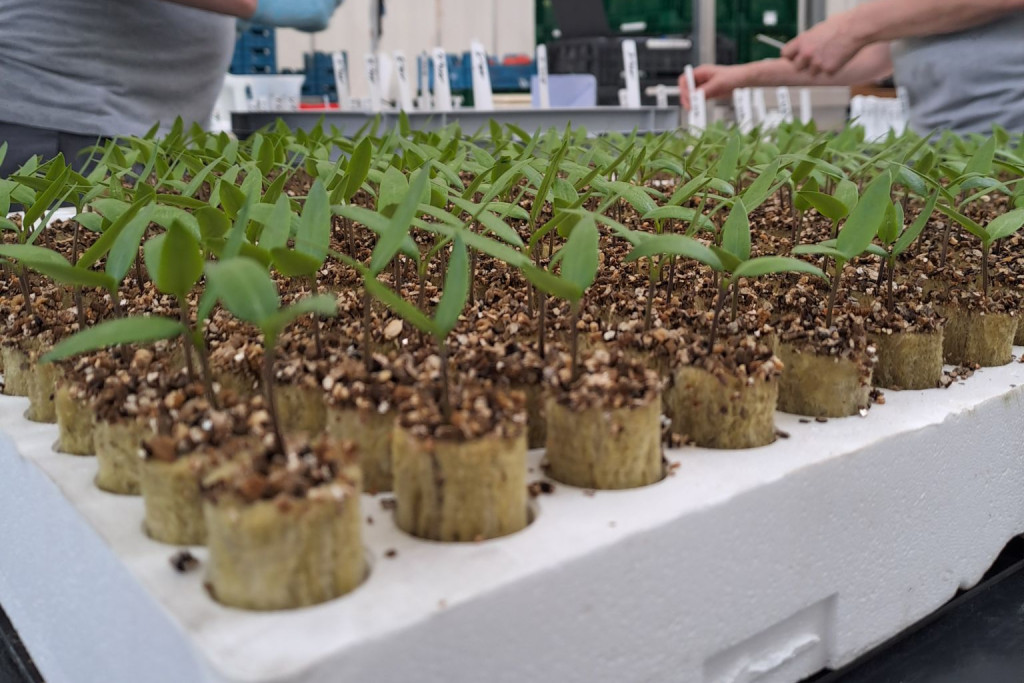 Onderzoek biostimulanten