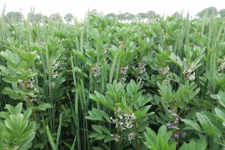 Veld vol met veldbonen