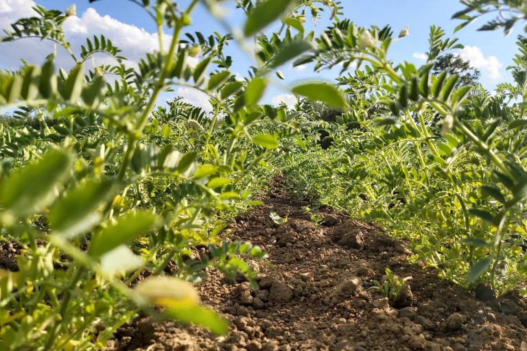 Veld vol kikkererwtenplanten
