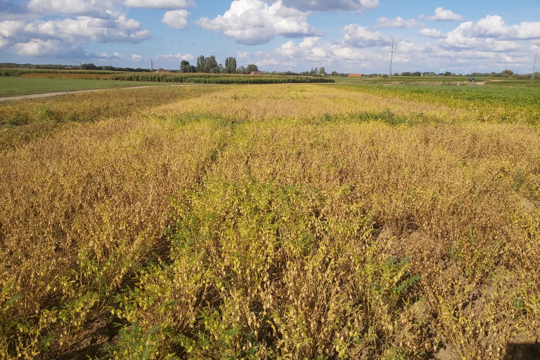 Veld vol kikkererwtenplanten