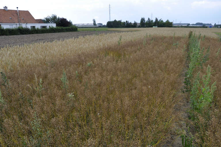 Een veld met Denderteelt