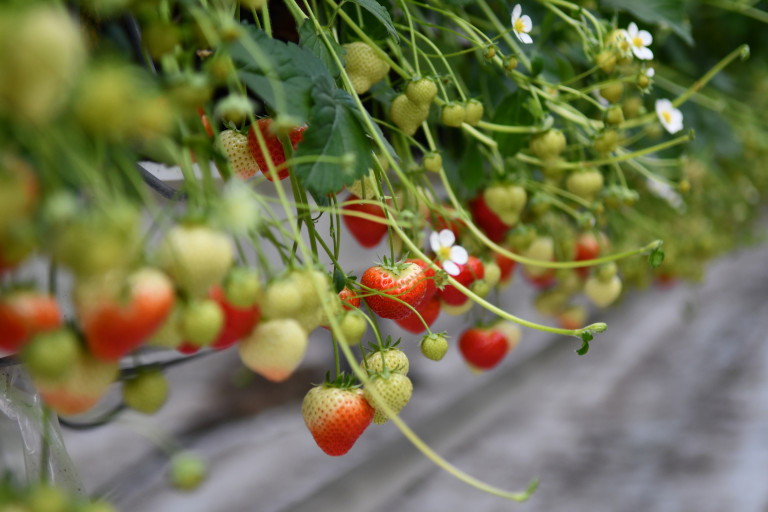 aardbeien aan de plant