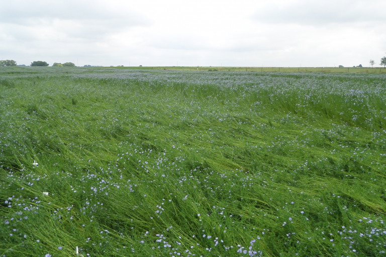 legering van vlas op het veld