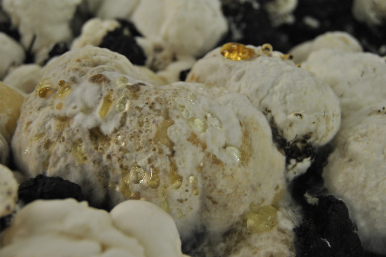 symptomen natte mol champignon