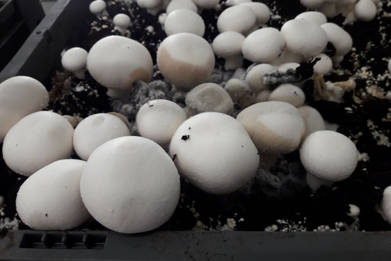 symptomen spinnenwebschimmel champignon