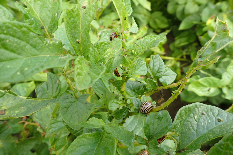 Coloradokever zomerkevers
