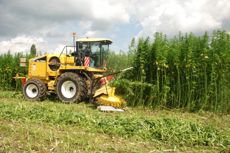 Oogst hennep inagro 2014