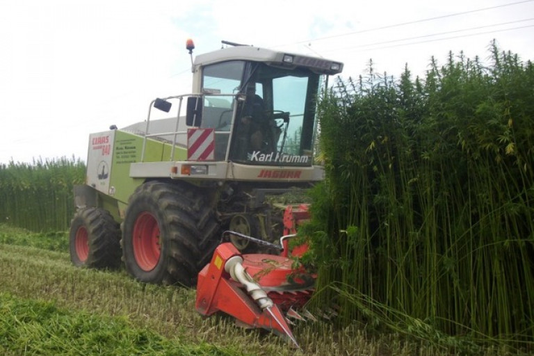 Oogst hennep, zowel stro als zaad