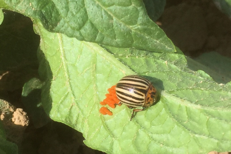 Coloradokever eileg op aardappel