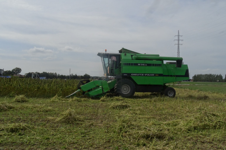 Dorsen hennep