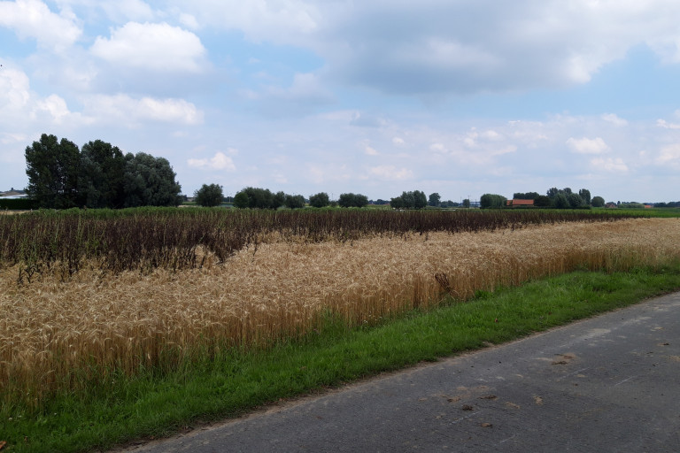 afrijpende zomerveldboon in mengteelt